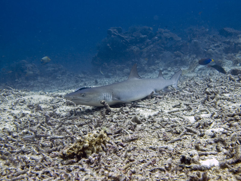 Whitetip Reef Shark, Turtle Patch